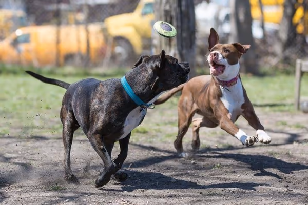 Brownstown Dog Park photo 1
